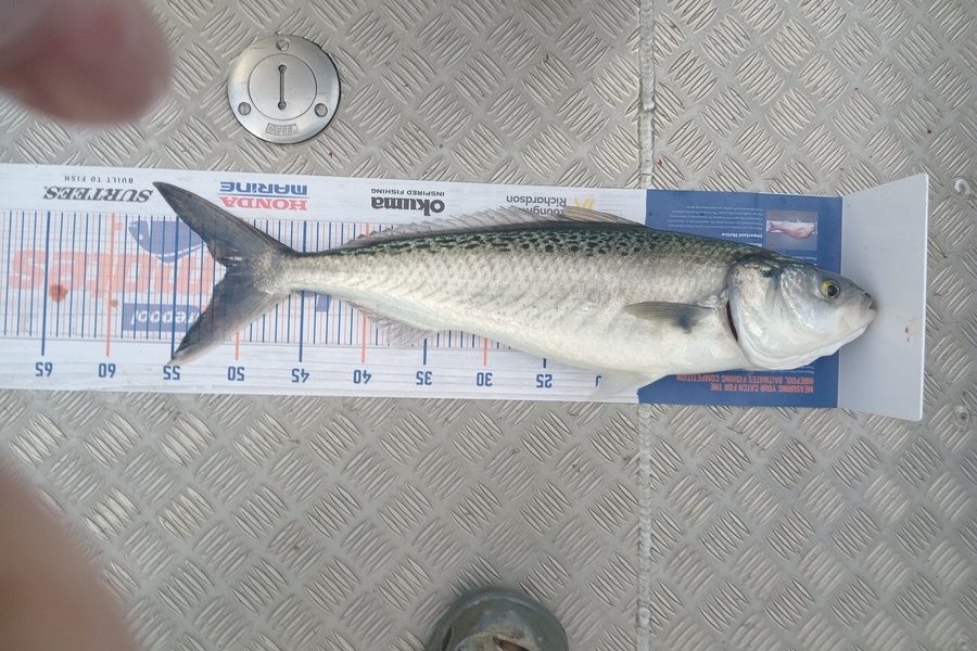 Dave Thomson caught this 50.5cm Kahawai at New Plymouth  during The Hirepool Baitmates Fishing Comp