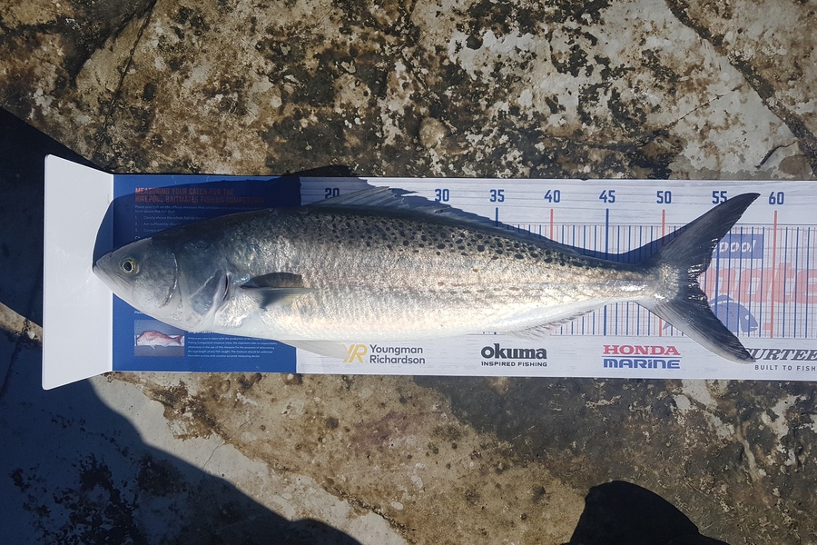 Paul White caught this 53.0cm Kahawai at East coast north island during The Hirepool Baitmates Fishing Comp