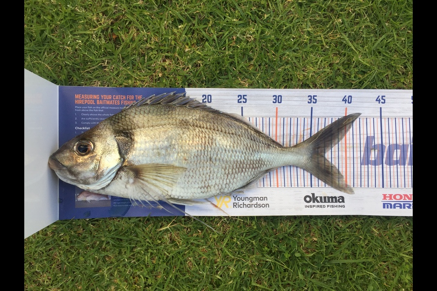 Shane Van de ven lowe caught this 37.0cm Tarakihi at Mayor Island during The Hirepool Baitmates Fishing Comp