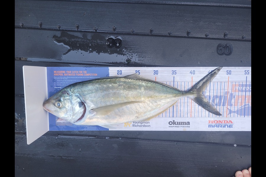 Andrew Church caught this 43.0cm Trevally at Tauranga  during The Hirepool Baitmates Fishing Comp