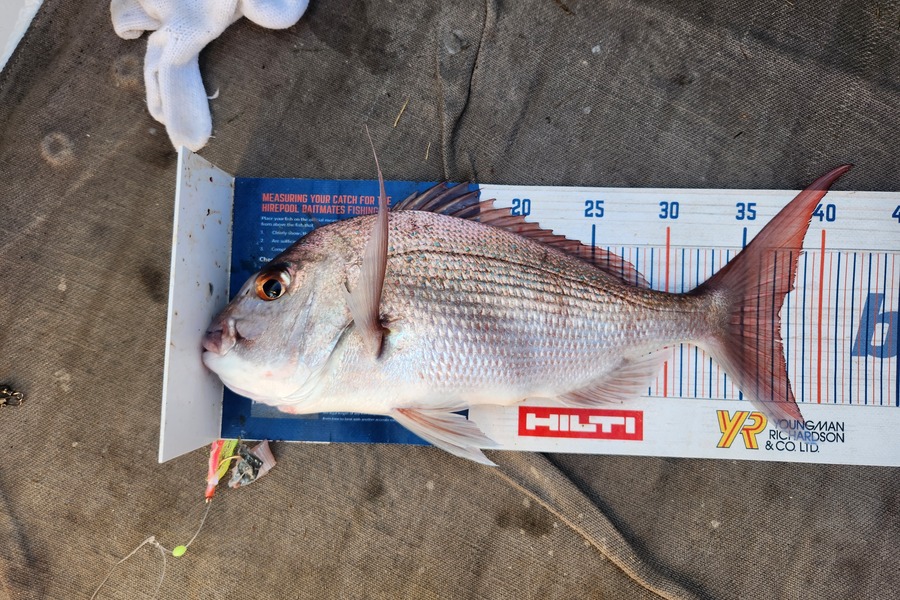 Jack Gray caught this 37.5cm Snapper at Tairua during The Hirepool Baitmates Fishing Comp