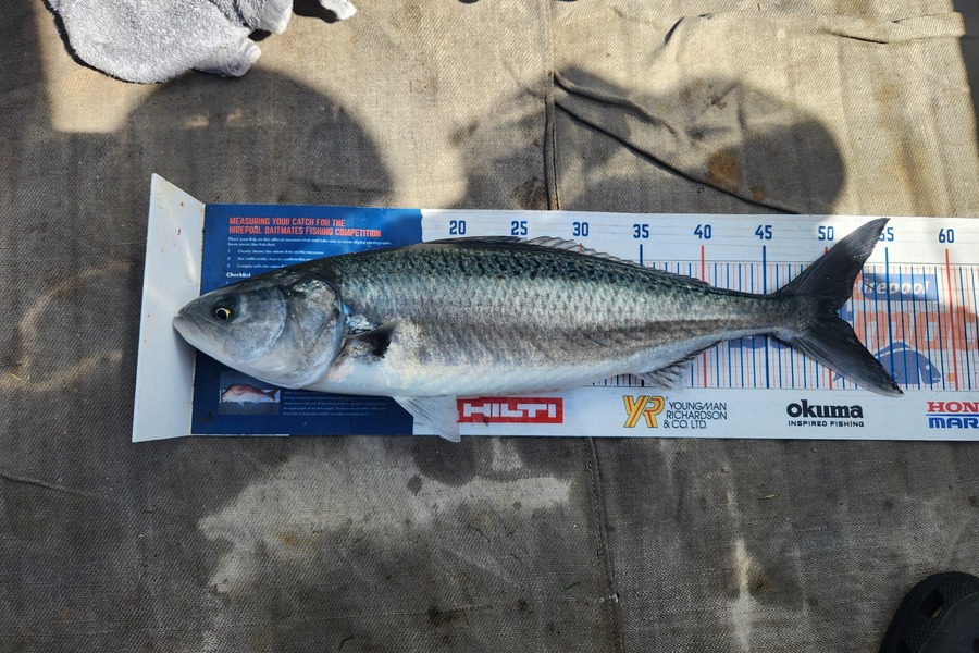 Jack Gray caught this 50.5cm Kahawai at Tairua during The Hirepool Baitmates Fishing Comp