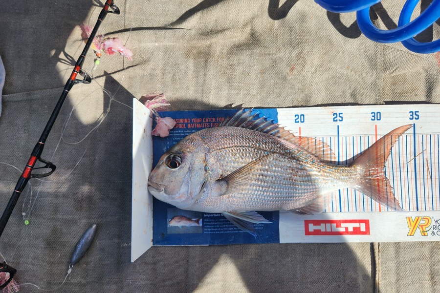Reuben Gray caught this 30.5cm Snapper at Tairua during The Hirepool Baitmates Fishing Comp