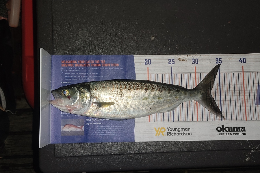 Zhoel Truman caught this 33.0cm Kahawai at Waipu cove during The Hirepool Baitmates Fishing Comp