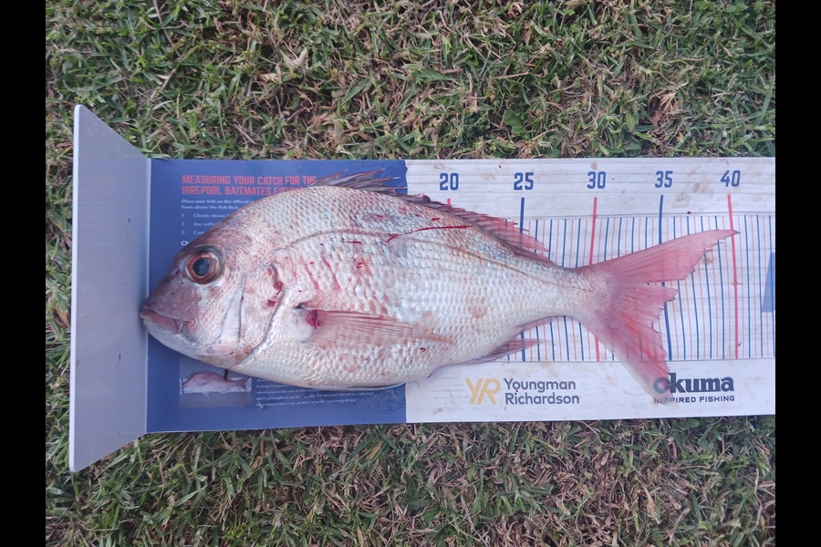 Shawn Robin caught this 34.0cm Snapper at Coromandel during The Hirepool Baitmates Fishing Comp