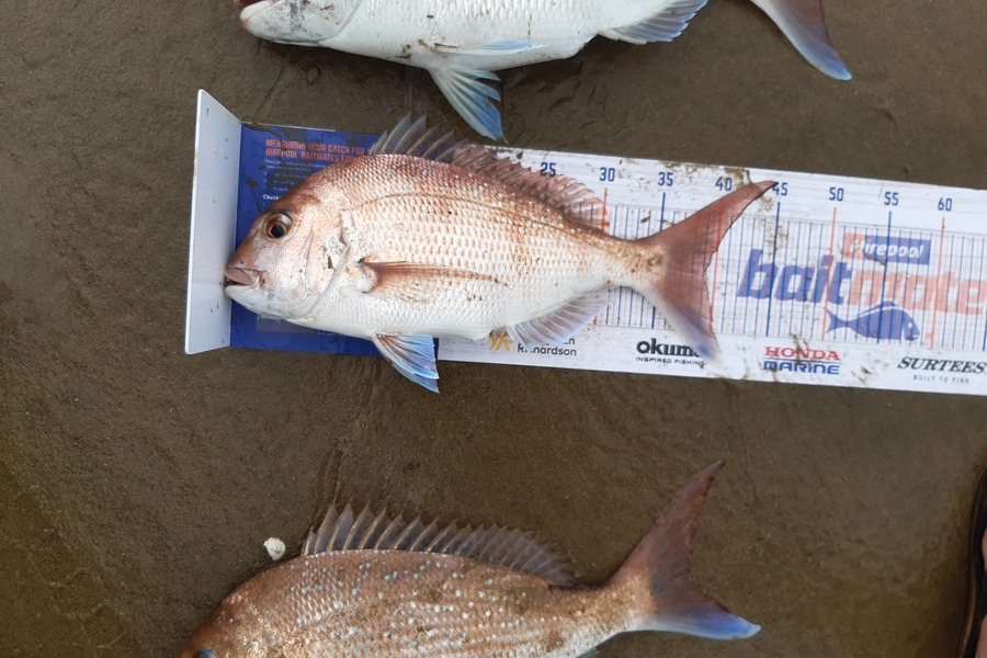 Bryce Taylor caught this 39.0cm Snapper at Pouto during The Hirepool Baitmates Fishing Comp
