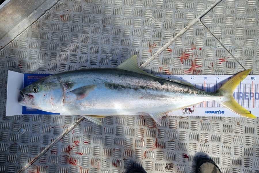 Jayden Emtage caught this 91.5cm Kingfish at Bay of islands during The Hirepool Baitmates Fishing Comp