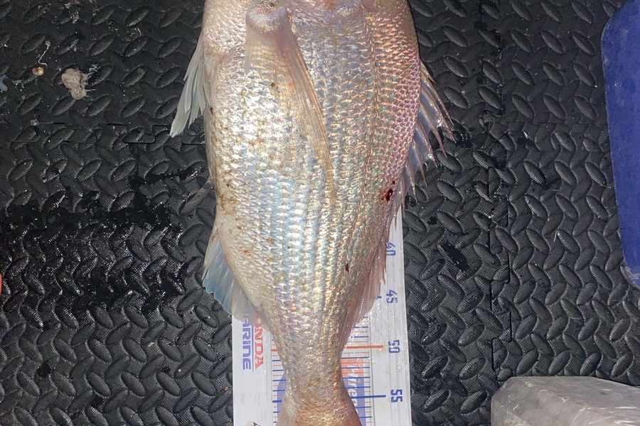Mark  Bryan caught this 63.0cm Snapper at Taranaki during The Hirepool Baitmates Fishing Comp