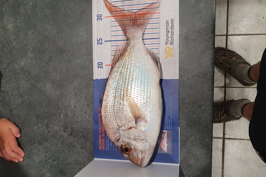 Mykael Lambert caught this 30.0cm Snapper at Nuhaka during The Hirepool Baitmates Fishing Comp