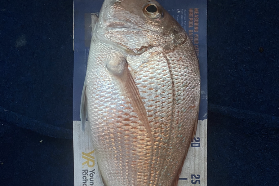 Elliot Gordon caught this 39.0cm Snapper at Tauranga during The Hirepool Baitmates Fishing Comp