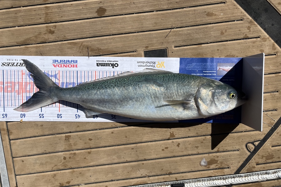 Mig Rumney caught this 55.5cm Kahawai at Kawhia during The Hirepool Baitmates Fishing Comp