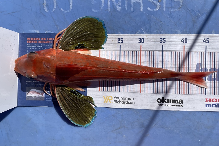 Rhys Holding caught this 44.0cm Gurnard at Ōkiwi Bay during The Hirepool Baitmates Fishing Comp