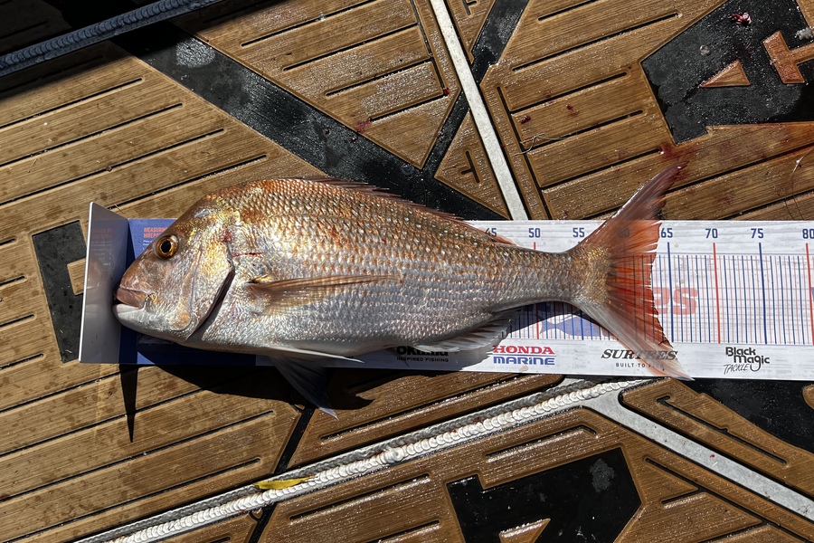 Scott Parry caught this 62.5cm Snapper at Kawhia  during The Hirepool Baitmates Fishing Comp