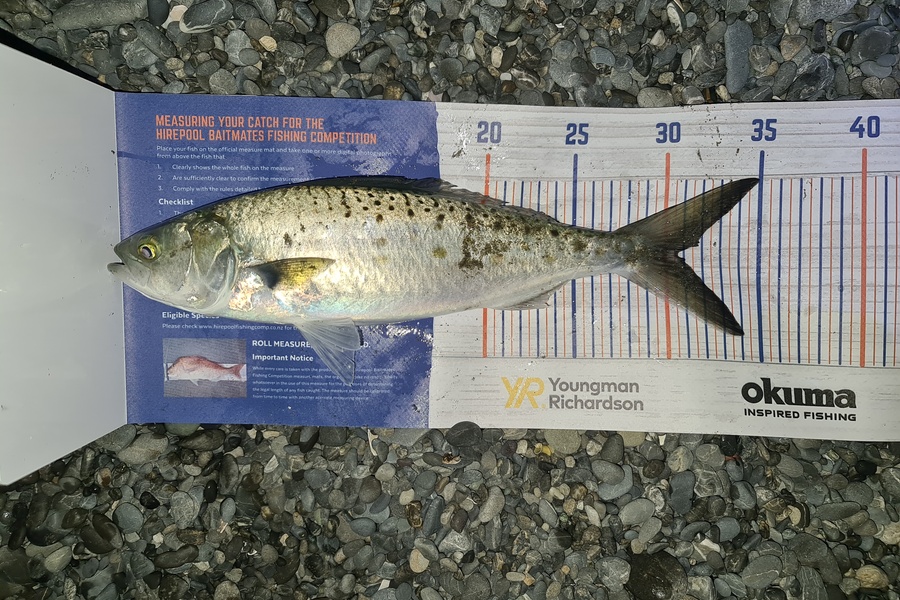 Scott Bassett caught this 30.5cm Kahawai at Wellington harbour during The Hirepool Baitmates Fishing Comp