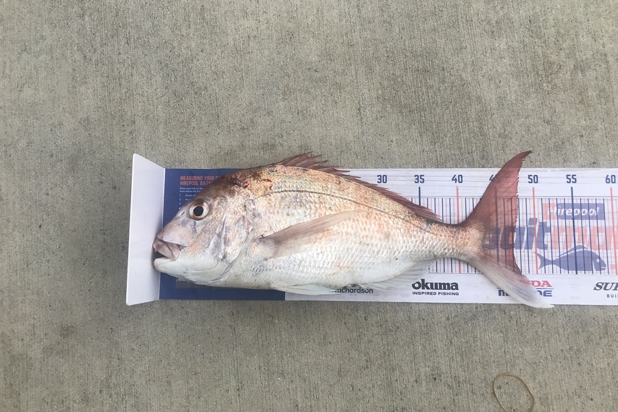 Chris Nicholson caught this 47.0cm Snapper at Coromandel during The Hirepool Baitmates Fishing Comp