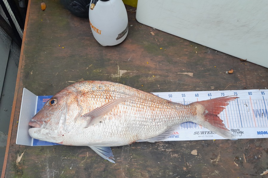 Karl Cochrane caught this 66.5cm Snapper at Pukehina  during The Hirepool Baitmates Fishing Comp