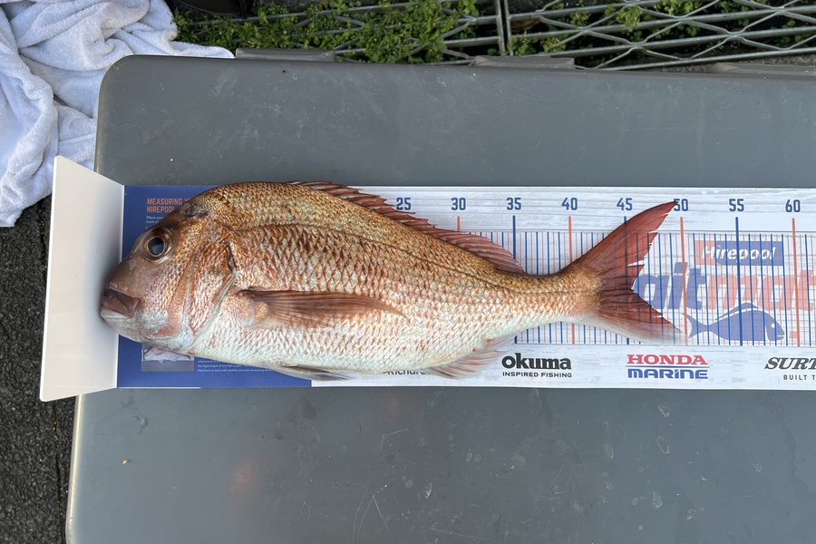 Jeremy MacMahon caught this 45.0cm Snapper at Noisies during The Hirepool Baitmates Fishing Comp
