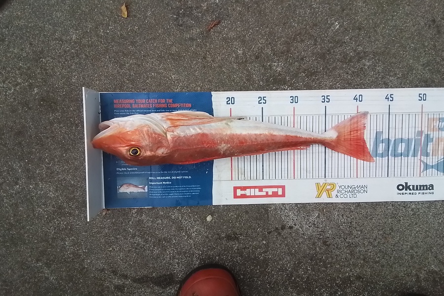 Glen Harwood caught this 41.0cm Gurnard at Firth of Thames  during The Hirepool Baitmates Fishing Comp