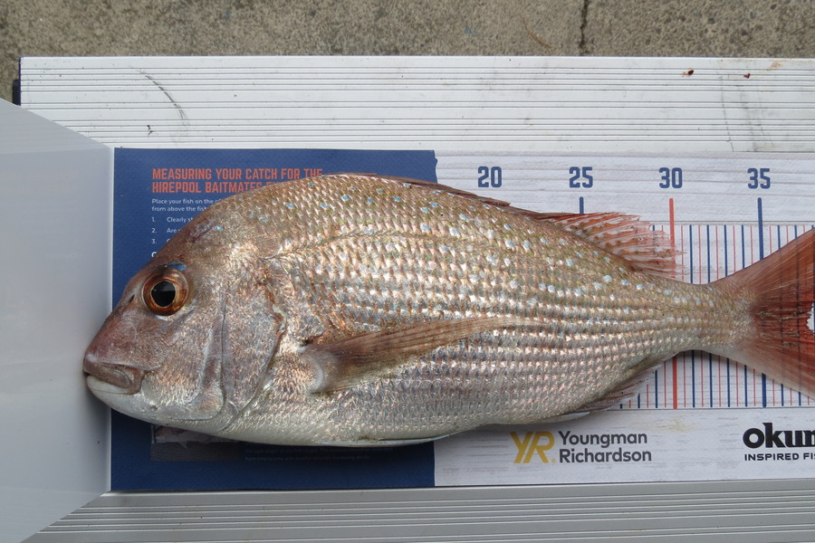 Marty Wehipeihana caught this 37.0cm Snapper at Papamoa Beach, Papamoa during The Hirepool Baitmates Fishing Comp