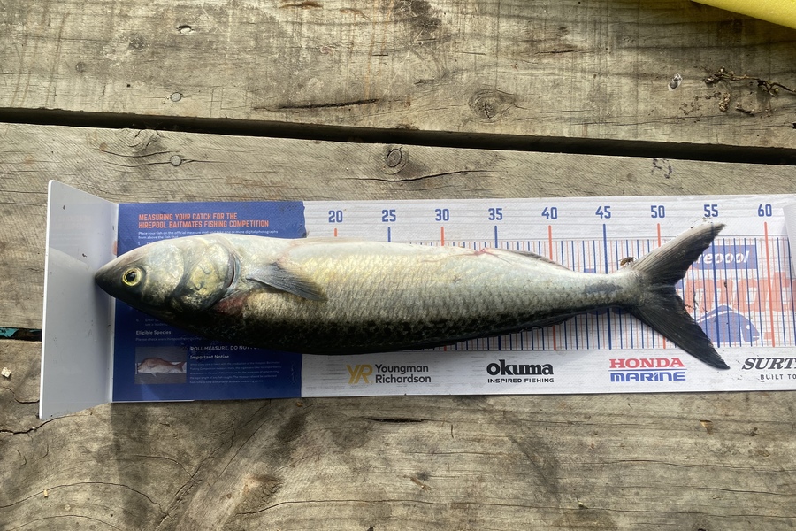 Hone Walker caught this 51.0cm Kahawai at Paraparaumu during The Hirepool Baitmates Fishing Comp