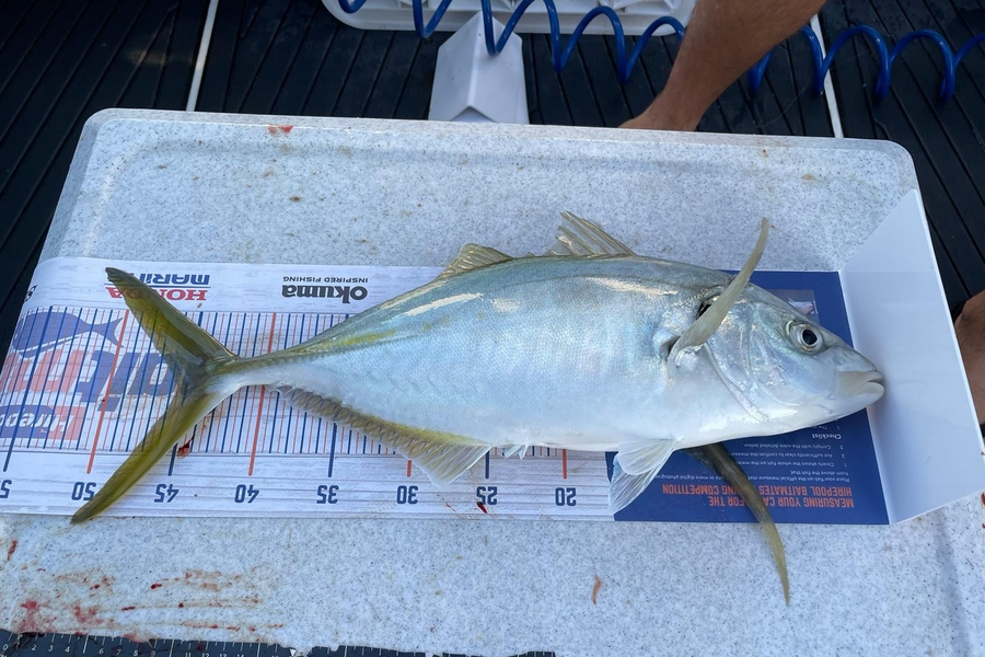 Lisa Van Hout caught this 45.5cm Trevally at Motiti during The Hirepool Baitmates Fishing Comp