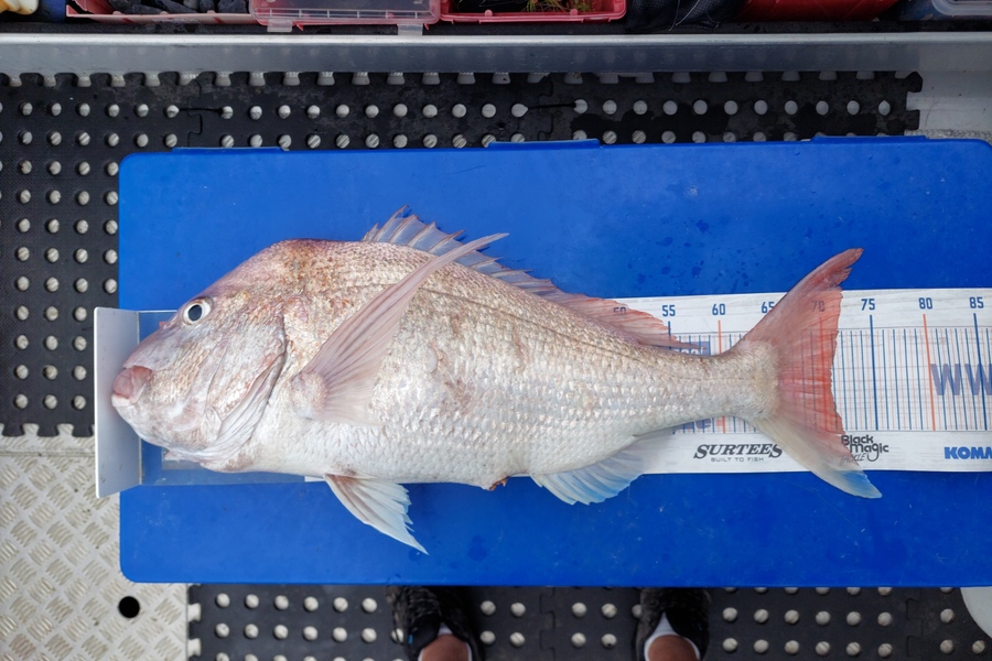 Barry  Howard caught this 70.5cm Snapper at Hauraki Gulf during The Hirepool Baitmates Fishing Comp