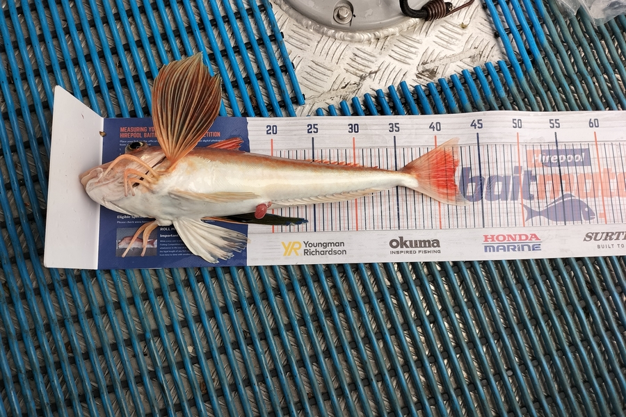 Levi kendall caught this 42.0cm Gurnard at New Plymouth  during The Hirepool Baitmates Fishing Comp