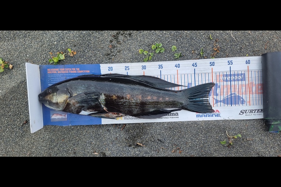 Gary Papp caught this 48.5cm Butterfish at South coast wellington  during The Hirepool Baitmates Fishing Comp