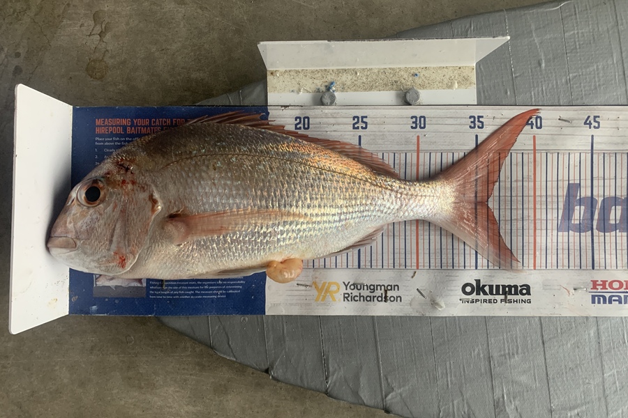 Graeme Duncan caught this 36.0cm Snapper at  Op during The Hirepool Baitmates Fishing Comp