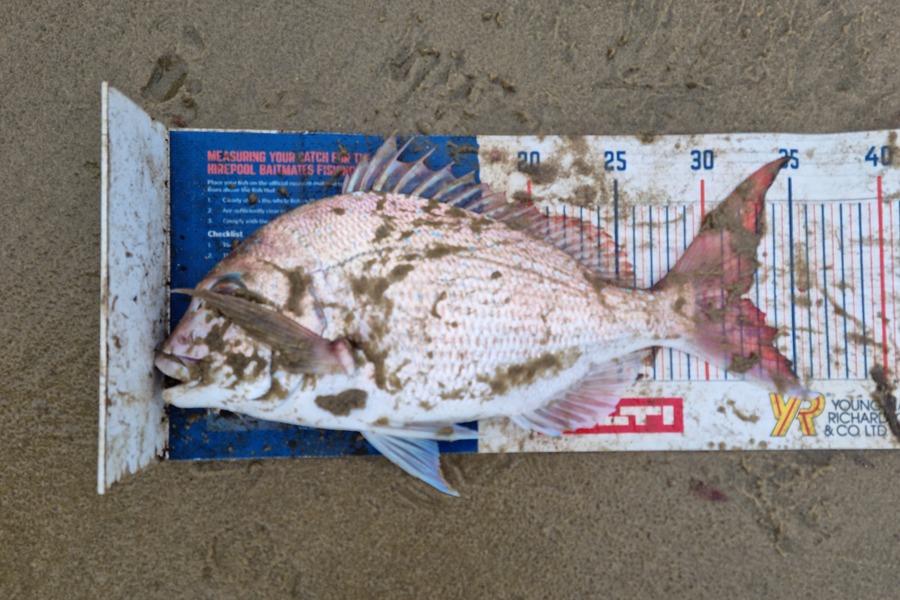 Jayden Emtage caught this 32.0cm Snapper at glinks gully during The Hirepool Baitmates Fishing Comp