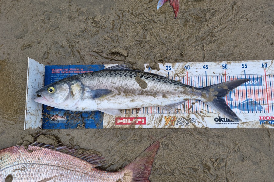 Jayden Emtage caught this 48.5cm Kahawai at glinks gully during The Hirepool Baitmates Fishing Comp