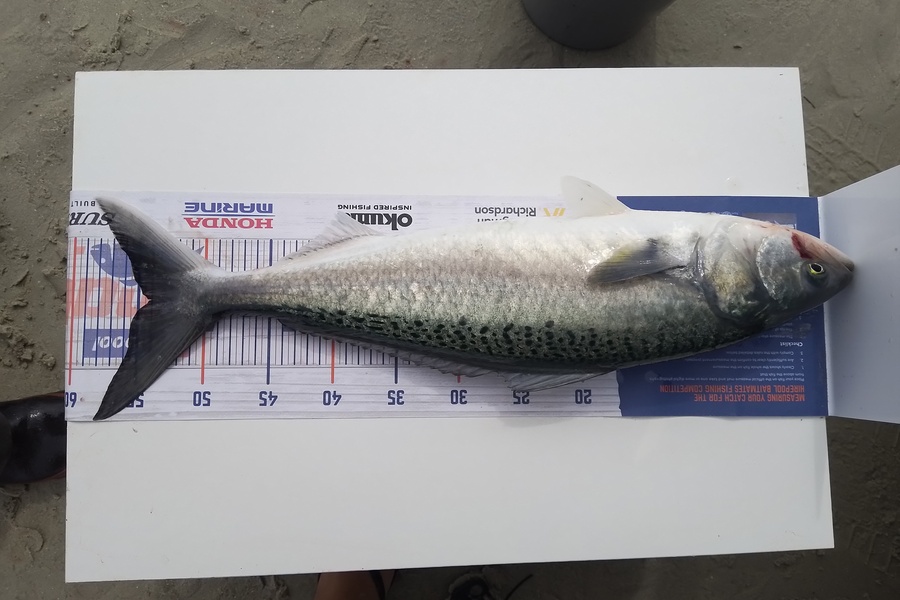 William Samson caught this 54cm Kahawai at Rangiputa Harbour  during The Hirepool Baitmates Fishing Comp