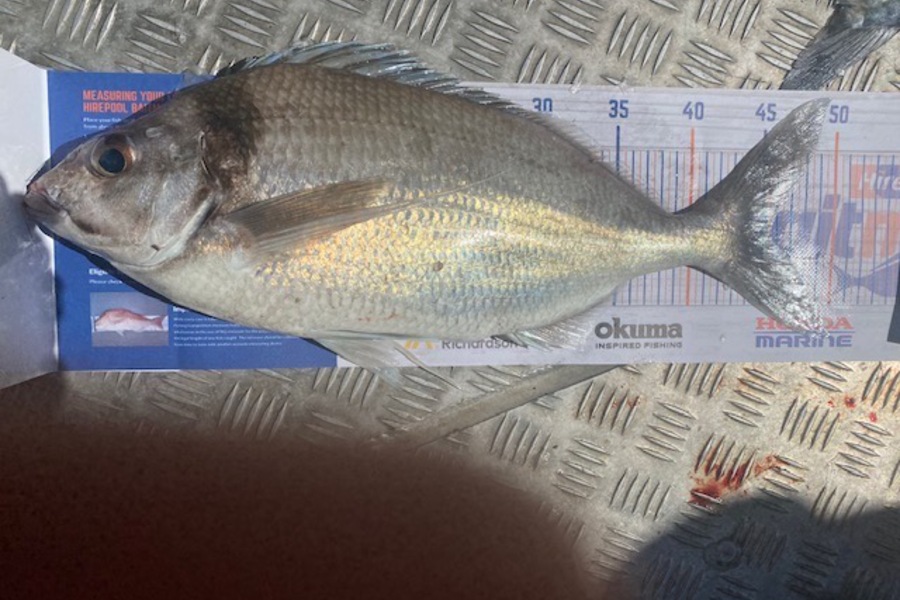 Dave Murray caught this 45cm Tarakihi at Cook Strait during The Hirepool Baitmates Fishing Comp