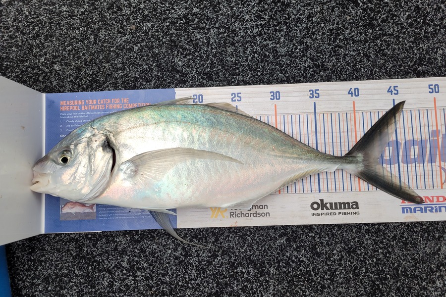 Ashley Rippon caught this 42.5cm Trevally at Bay of plenty during The Hirepool Baitmates Fishing Comp