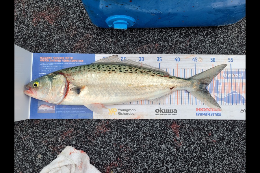 Ashley Rippon caught this 47.5cm Kahawai at Bay of plenty during The Hirepool Baitmates Fishing Comp