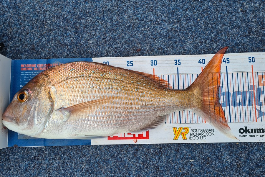 Peter Murcott caught this 43.0cm Snapper at Raglan  during The Hirepool Baitmates Fishing Comp