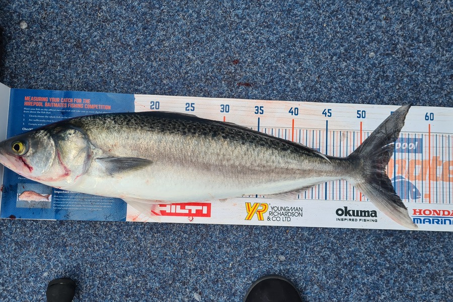 Peter Murcott caught this 53.5cm Kahawai at Raglan  during The Hirepool Baitmates Fishing Comp