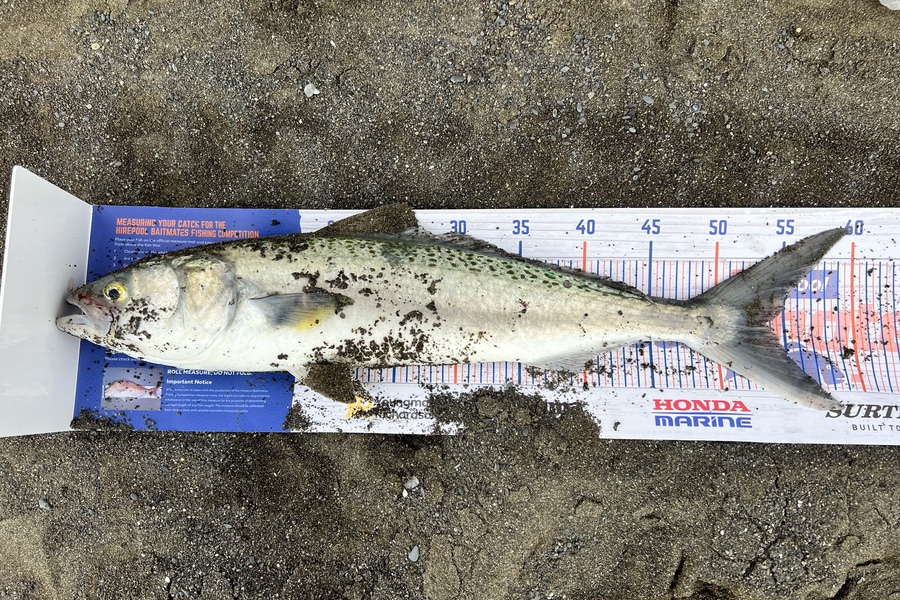 Caleb Whitford caught this 53.5cm Kahawai at Lake Ferry during The Hirepool Baitmates Fishing Comp