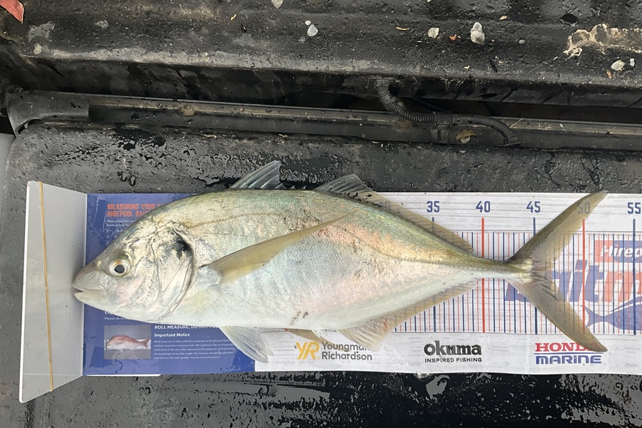 Stephen Heka caught this 46.0cm Trevally at Far North East coast  during The Hirepool Baitmates Fishing Comp