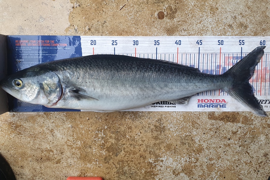 Matiu Kapa caught this 57cm Kahawai at Great barrier  during The Hirepool Baitmates Fishing Comp
