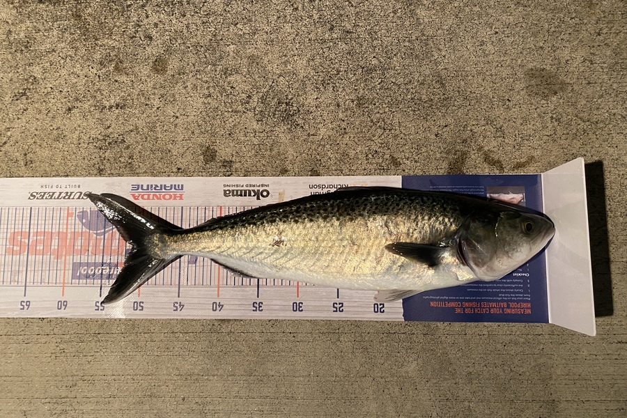 jonathon mitchell caught this 51.0cm Kahawai at Tauranga  during The Hirepool Baitmates Fishing Comp