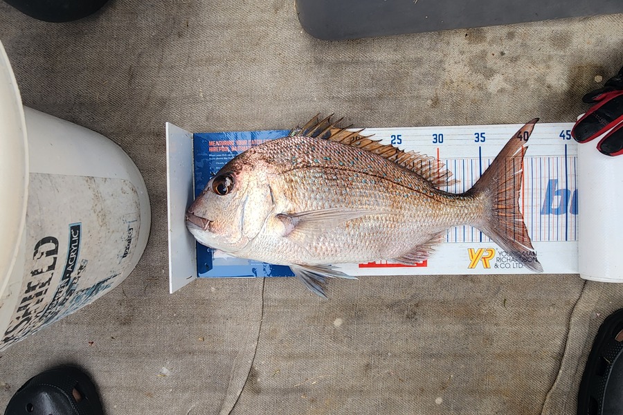 Reuben Gray caught this 39.5cm Snapper at Tairua during The Hirepool Baitmates Fishing Comp