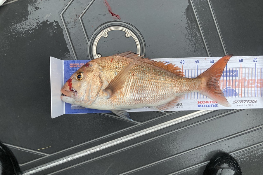 Sam King caught this 52.0cm Snapper at Tauranga  during The Hirepool Baitmates Fishing Comp
