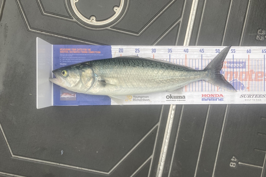 Sam King caught this 50.5cm Kahawai at Tauranga during The Hirepool Baitmates Fishing Comp