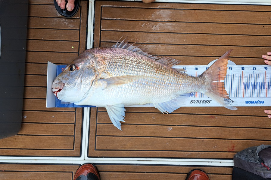 Sam earle caught this 72.0cm Snapper at West coast during The Hirepool Baitmates Fishing Comp