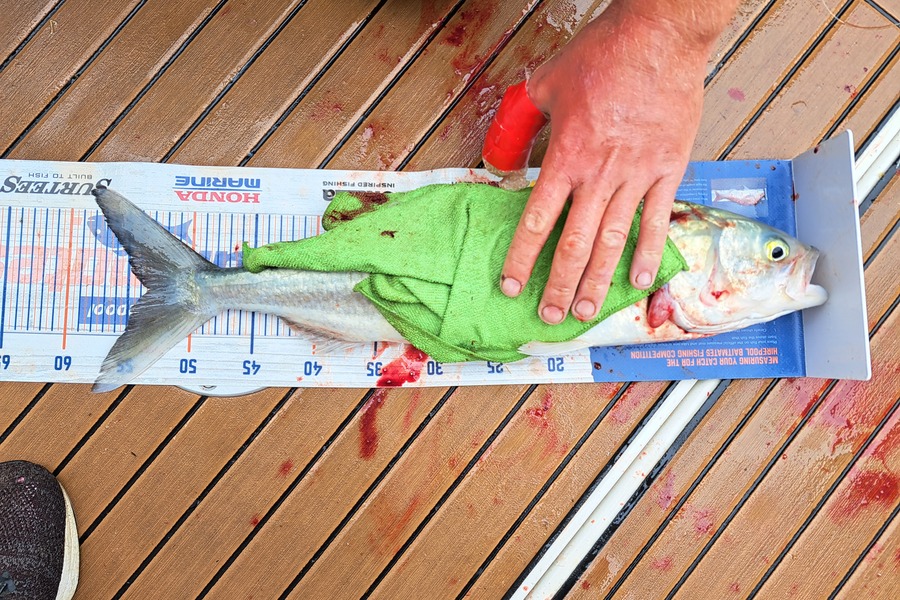 Sam earle caught this 52.0cm Kahawai at West coast during The Hirepool Baitmates Fishing Comp