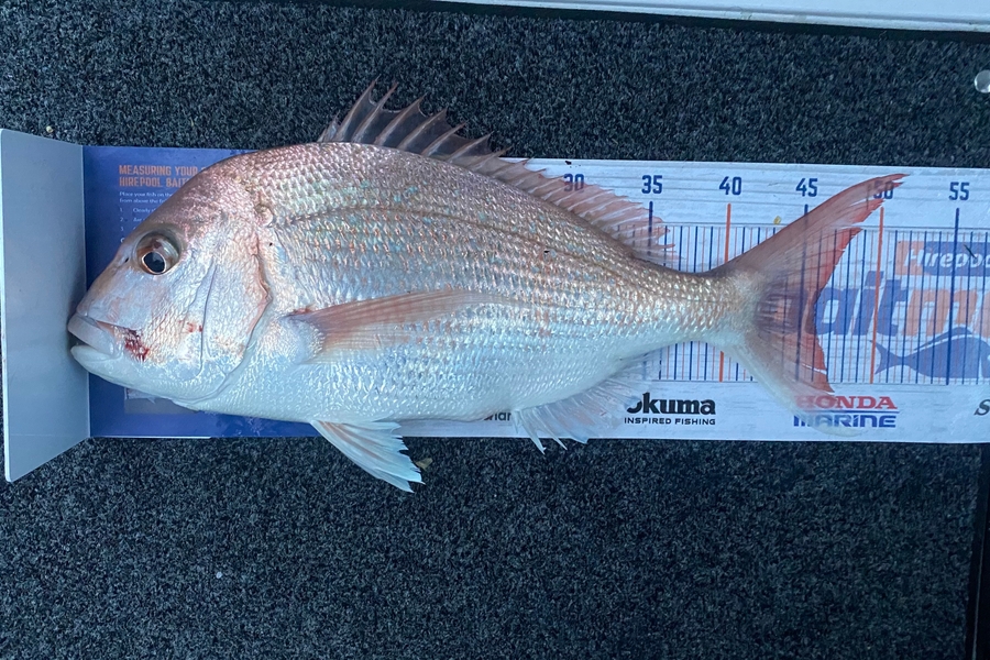 Nicholas Mowlem caught this 46.0cm Snapper at Tauranga  during The Hirepool Baitmates Fishing Comp