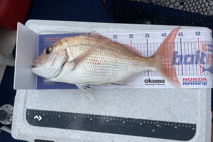 Michael Truong caught this 42.5cm Snapper at Tauranga  during The Hirepool Baitmates Fishing Comp
