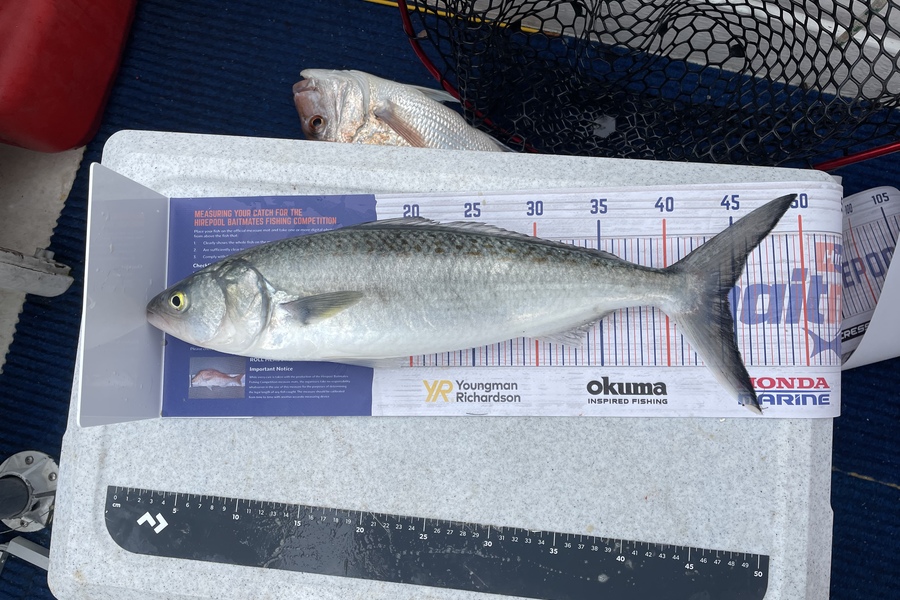 Michael Truong caught this 44.5cm Kahawai at Tauranga  during The Hirepool Baitmates Fishing Comp