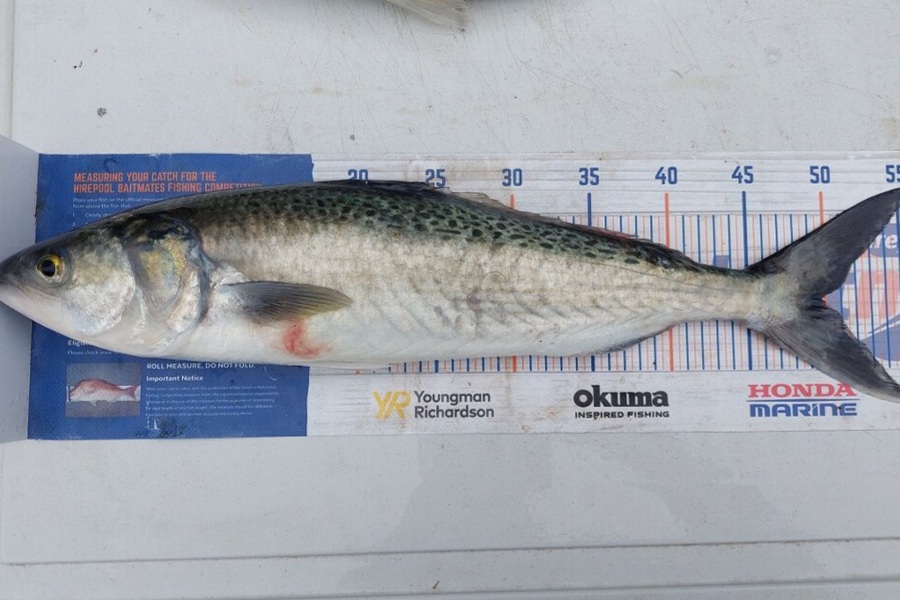 Scott Thacker caught this 49.5cm Kahawai at Firth of Thames during The Hirepool Baitmates Fishing Comp